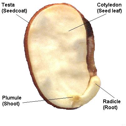 seed structure